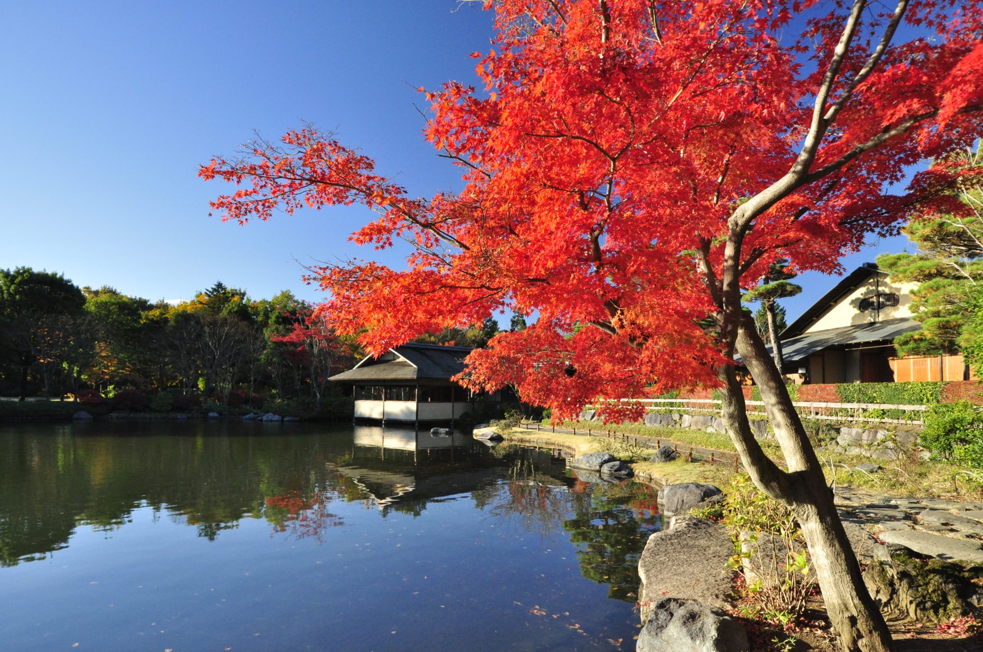 美しい姿を見せる日本庭園は、意外と知られていない穴場スポット